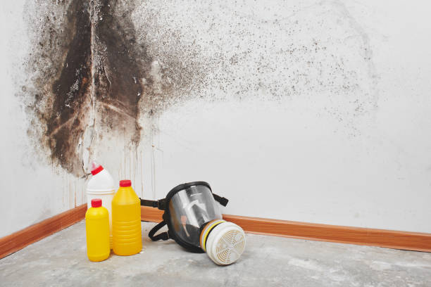 Best Mold Odor Removal Services  in Seyur, MO